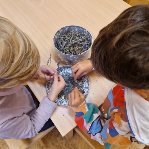 Zwei Kinder holen die Lavendelblüten vom Stiel und Sammeln sie in einer Box 