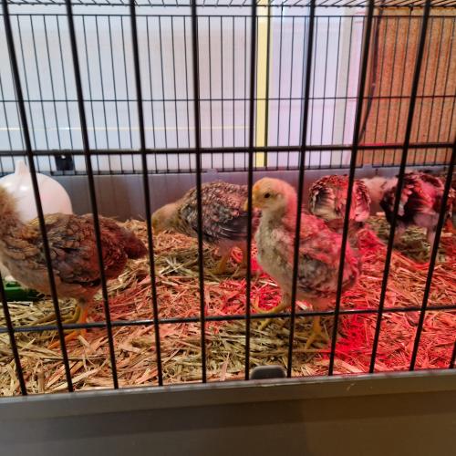 Kleine Küken im Stall
