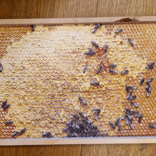 Ein Bild der Wabe mit Bienen