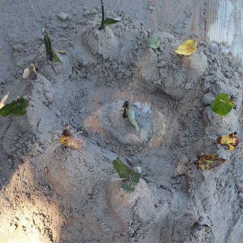 Die Sandburg mit Blätter als Fahnen