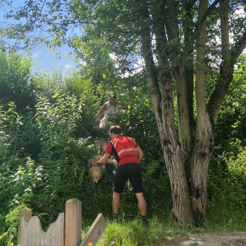 Der Hund findet die versteckte Pädagogin im Gebüsch