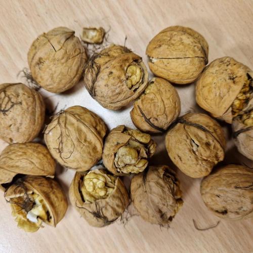 leicht aufgeknackte Walnüsse für unser Knuspermüsli