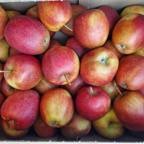 Viele Äpfel in einer Kiste