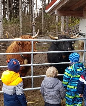 Kinder beobachten 2 Hochlandrinder