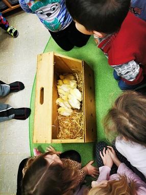 in einem Holzbehälter kommen die Küken zu uns und werden den Kindern in allen Gruppen vorgestellt in die 