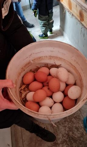 © cc En Kübel mit frisch geholten Eiern
