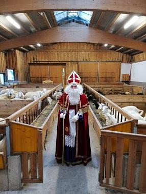 Der Nikolaus steht im Stall zwischen den Schafen