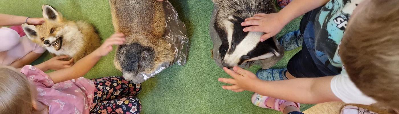 Kinderhände streicheln die ausgestopften Tiere; Dachs, Murmelzier und ein Fuchs