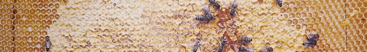 Ein Naturgetreues Bild einer Bienenwabe