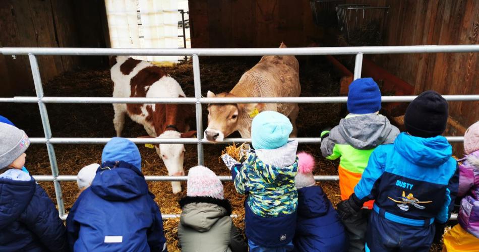 Mehrere Kinder stehen vor dem Zaun und füttern die Kälber mit Heu