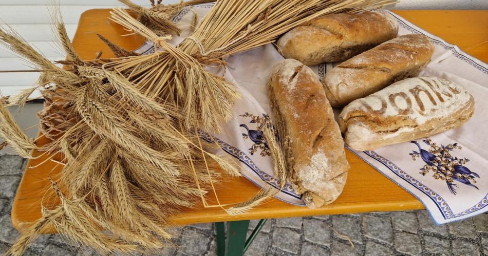 Roggen- und Haferähren mit selbstgebackenem Brot auf einem Tisch