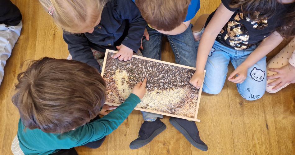 Kinder betrachten das Bild von einer Wabe mit vielen Bienen
