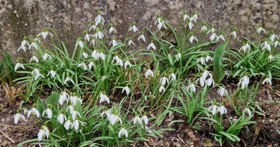 Schneeglöckchen