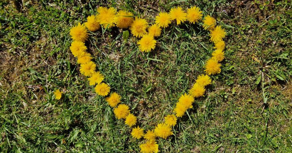 Auf der Wiese ist ein Herz aus Löwenzahnblüten gelegt