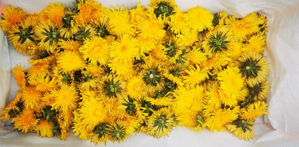 Verena Gesammelte Löwenzahnblüten