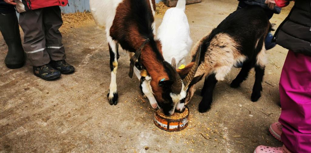 Verena Drei kleine Ziegen beim fressen