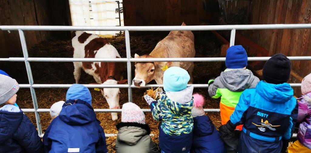 Verena Mehrere Kinder stehen vor dem Zaun und füttern die Kälber mit Heu