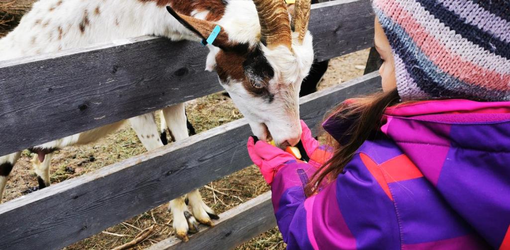 Verena Ein Kind füttert eineZiege