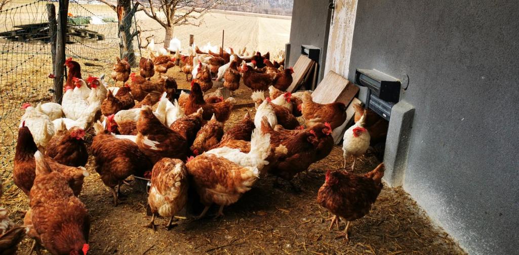 Verena Viele Hühner im Freigehege