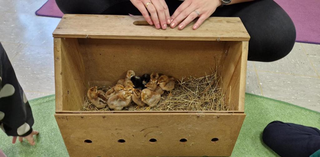 Verena Eder 13 kleine Küken wurden in der Holzbox den Kindern vorgestellt