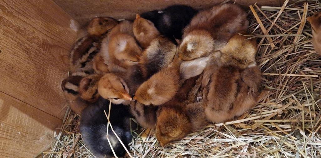 Verena Eder Die kleinen Küken sind dicht aneinander gekuschelt