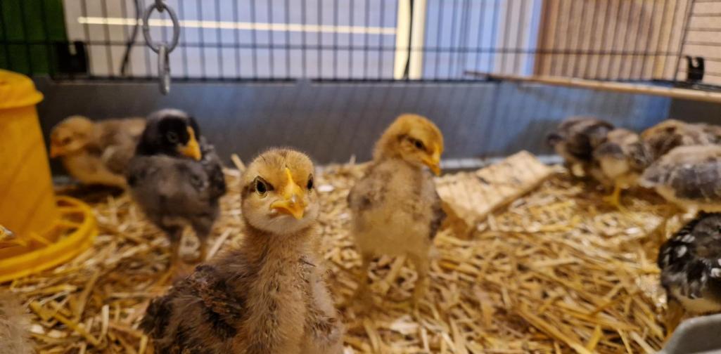 Verena Eder Die Küken in ihrem Gehege. Sie sind jetzt 2 Wochen alt und schon groß geworden