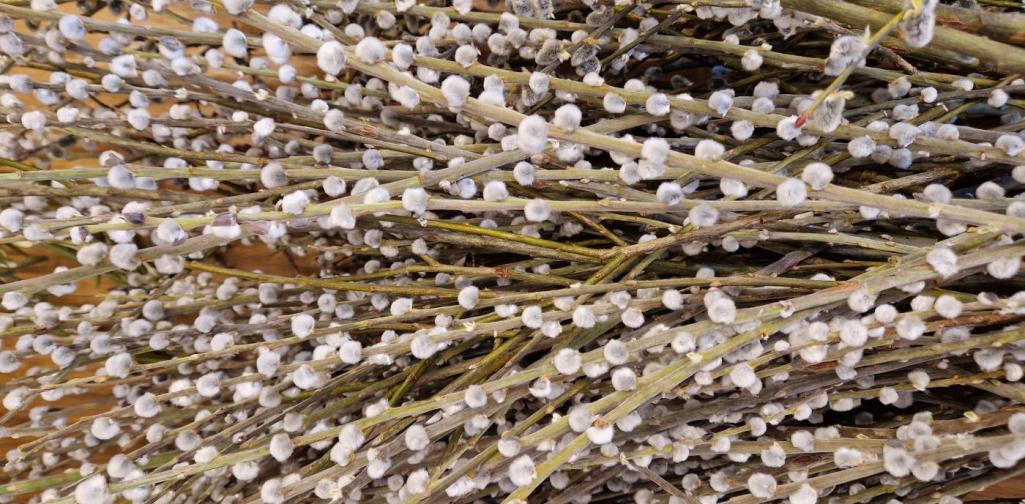 Viele Palmkätzchen für das Palmbuschen binden